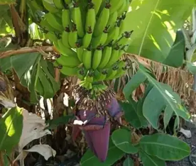 Weintour-Gran-Canaria-Weinundmehr-catalog-home-320w Bananen auf der Plantage